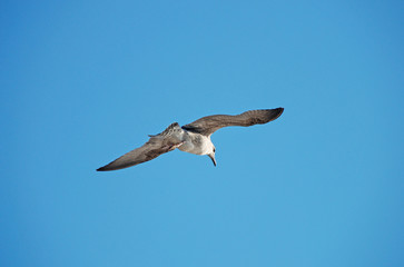 Beautiful seagull