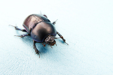 Black beetle