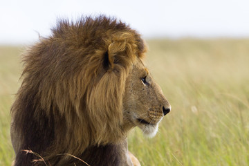 Portrait of a male lion