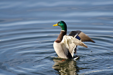 Mallard Duck Stretching Its Wings