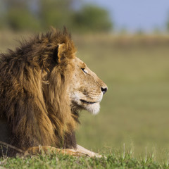 Portrait of a male lion
