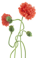 Fototapeta premium poppy