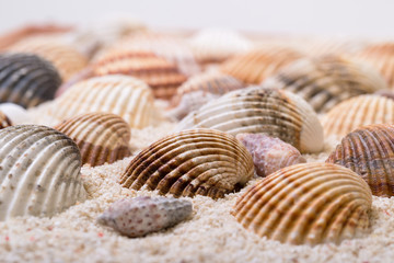 Sea shells with coral sand