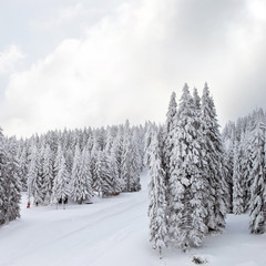 winter  landscape