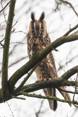 Long Eared Owl (Asio otus)