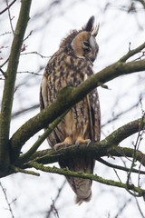 Long Eared Owl (Asio otus)