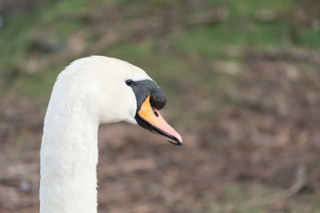Swan Close-Up