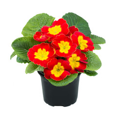 Primula Acaulis © eyetronic