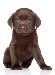 Labrador puppy portrait