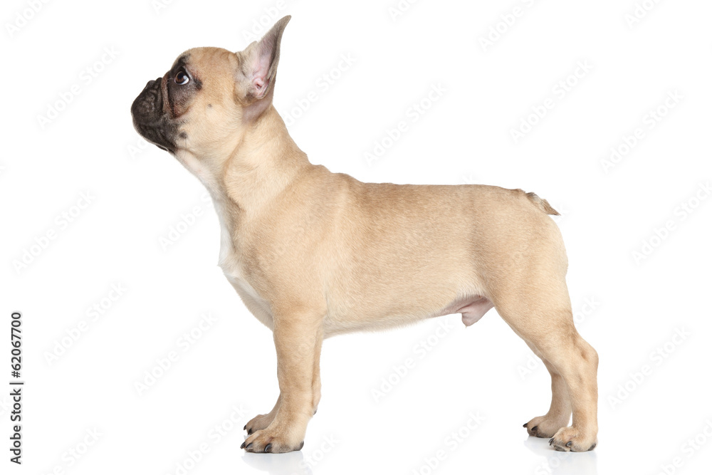 Poster french bulldog puppy standing