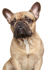 French bulldog portrait