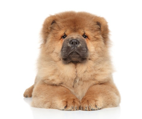 Fototapeta premium Chow-chow puppy on a white background