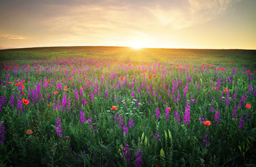 Field with grass and flowers against the sunset