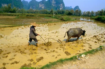 Draagtas Working In A Paddy Field © rest77