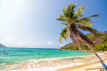 Obraz na płótnie Canvas Beach and Palm Tree