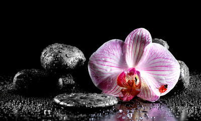 Orchid flower with zen stones  and ladybug on black background
