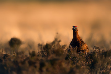 Red Grouse at Sunset