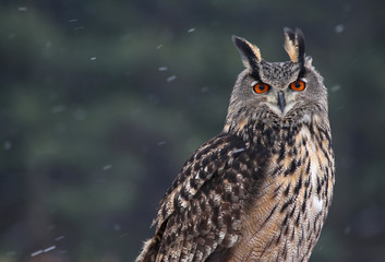 Eurasian Eagle-Owl Portrait