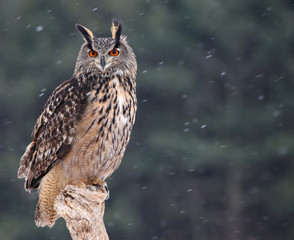Naklejka premium Patient Eurasian Eagle-Owl
