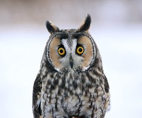 Long-eared Owl Face-to-Face