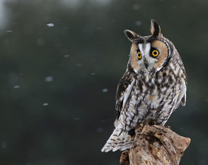 Fototapeta premium Looking Long-eared Owl