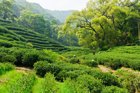 Tea garden