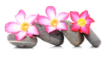 Fototapeta na wymiar Zen And Spa Stone With Fangipani Flower