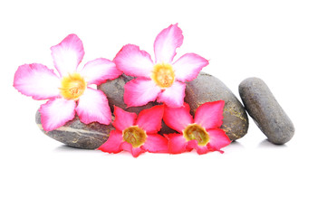 Fototapeta na wymiar Zen i spa z kamienia Fangipani Kwiat