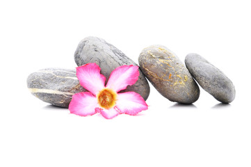 Zen And Spa Stone With Fangipani Flower