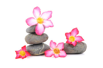 Naklejka na ściany i meble Zen And Spa Stone With Fangipani Flower