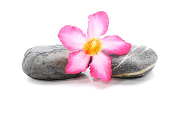 Fototapeta na wymiar Zen i spa z kamienia kwiat frangipani