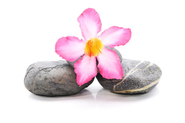 Fototapeta na wymiar Zen i spa z kamienia Fangipani Kwiat