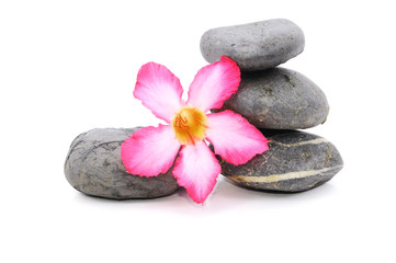 Zen And Spa Stone With Fangipani Flower