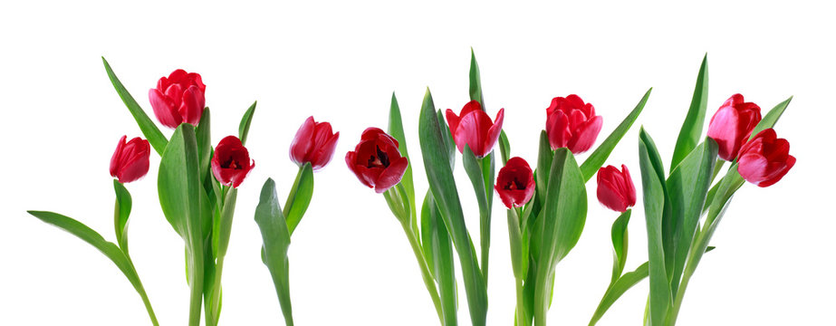 Red horizontal tulip banner