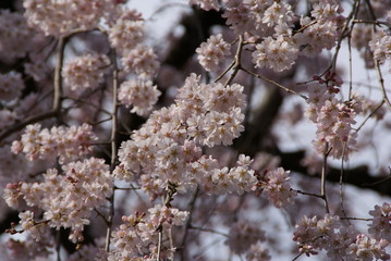 Fototapeta premium さくら