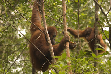 Orangutans, Borneo, Sarawak