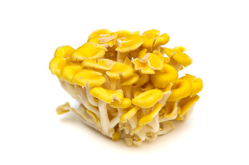 タモギタケ-Pleurotus cornucopiae
