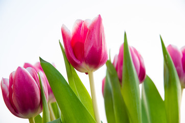 tulips