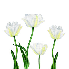Watercolor illustration of a beautiful white tulip flowers