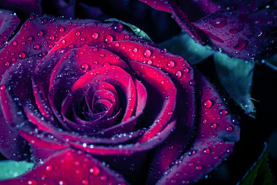 Fototapeta Rose with water drops. Toned image.
