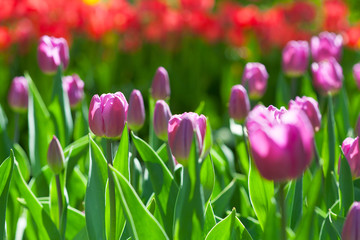 Spring field with colorful tulips