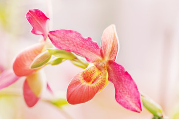 Obraz na płótnie Canvas Paphiopedilum orchid against tropical greens