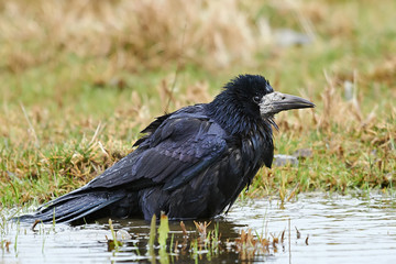 Rook (Corvus frugilegus)