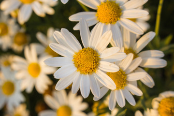 Fototapeta premium flower
