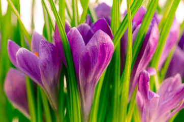crocus