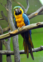 Colorful parrot