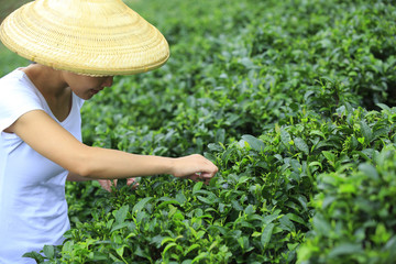 woman picking tea leaves 