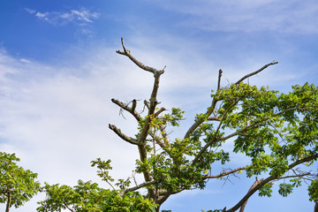 Branches of trees with green leaves and sky background
