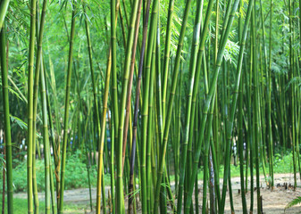 Obraz na płótnie Canvas bamboo trees