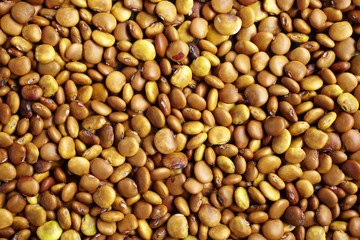 yellow bean background